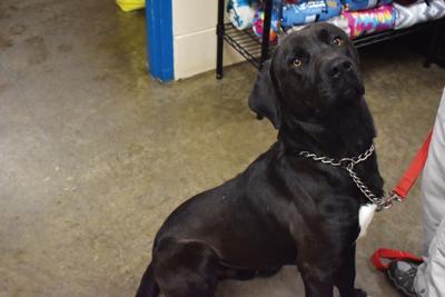 0115 animal shelter2.jpg