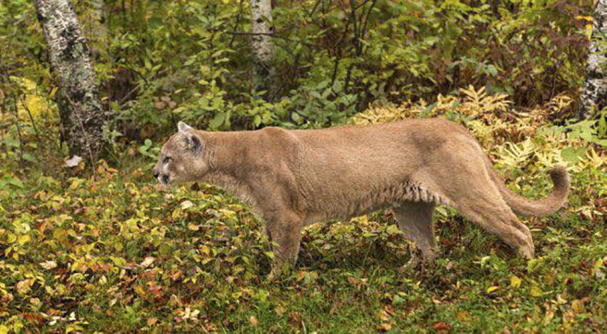 Sunday Morning Surprise Local Woman Reports Big Cat Sighting