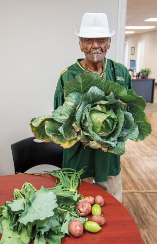 Big Cabbage