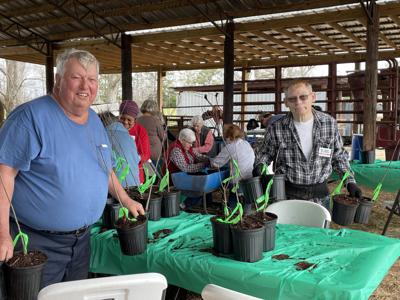 tree giveaway