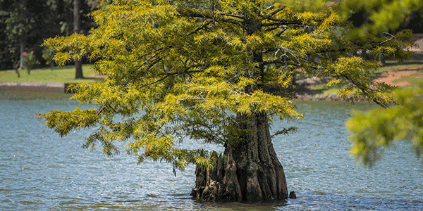 Bald Cypress Archives Alexcityoutlook Com