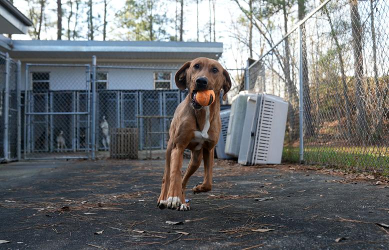 For Adoption at Lake Martin Humane Society