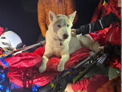husky