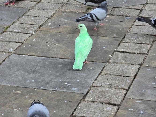 greenpigeon_featured