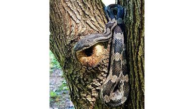 Snake sightings are up, but experts say just leave them alone