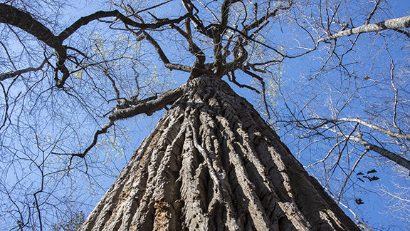 CRATA opens John B. Scott Trail