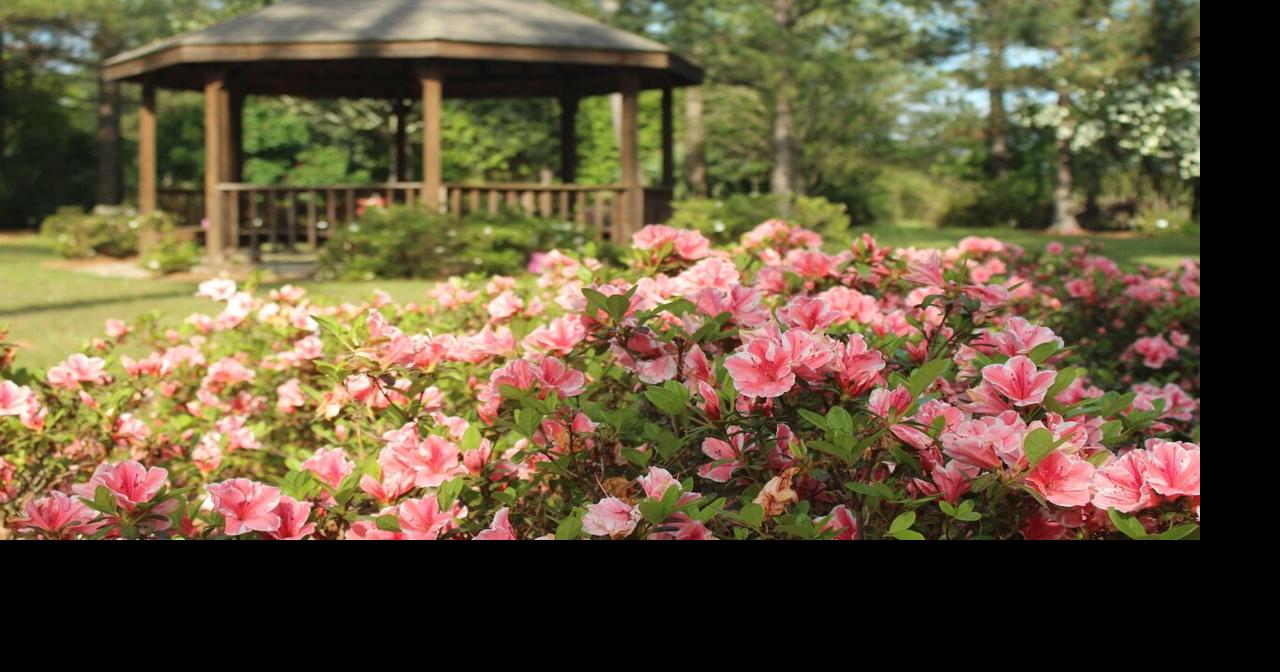 LSU AgCenter Hammond Research Station hosts Margie Y. Jenkins Azalea Garden Party on March 12