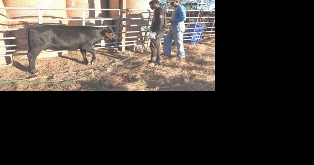 Muse 3 Farm: Building the future of Louisiana agriculture, one calf at a time - Vimarsana News