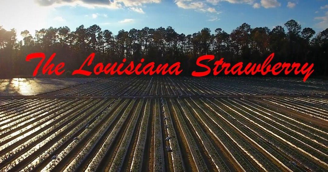 Catalanotto's documentary, The Louisiana Strawberry, premieres tonight on LPB