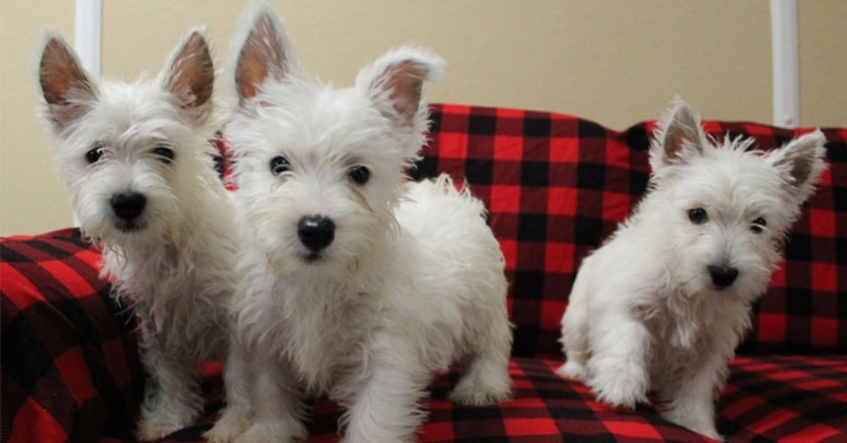 western highland terrier puppies