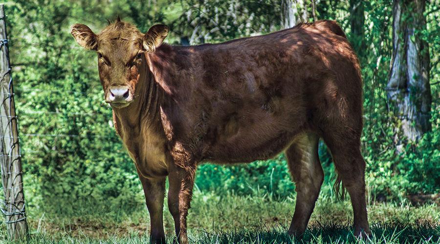 Felony charges filed for theft of livestock, valued at 13K News