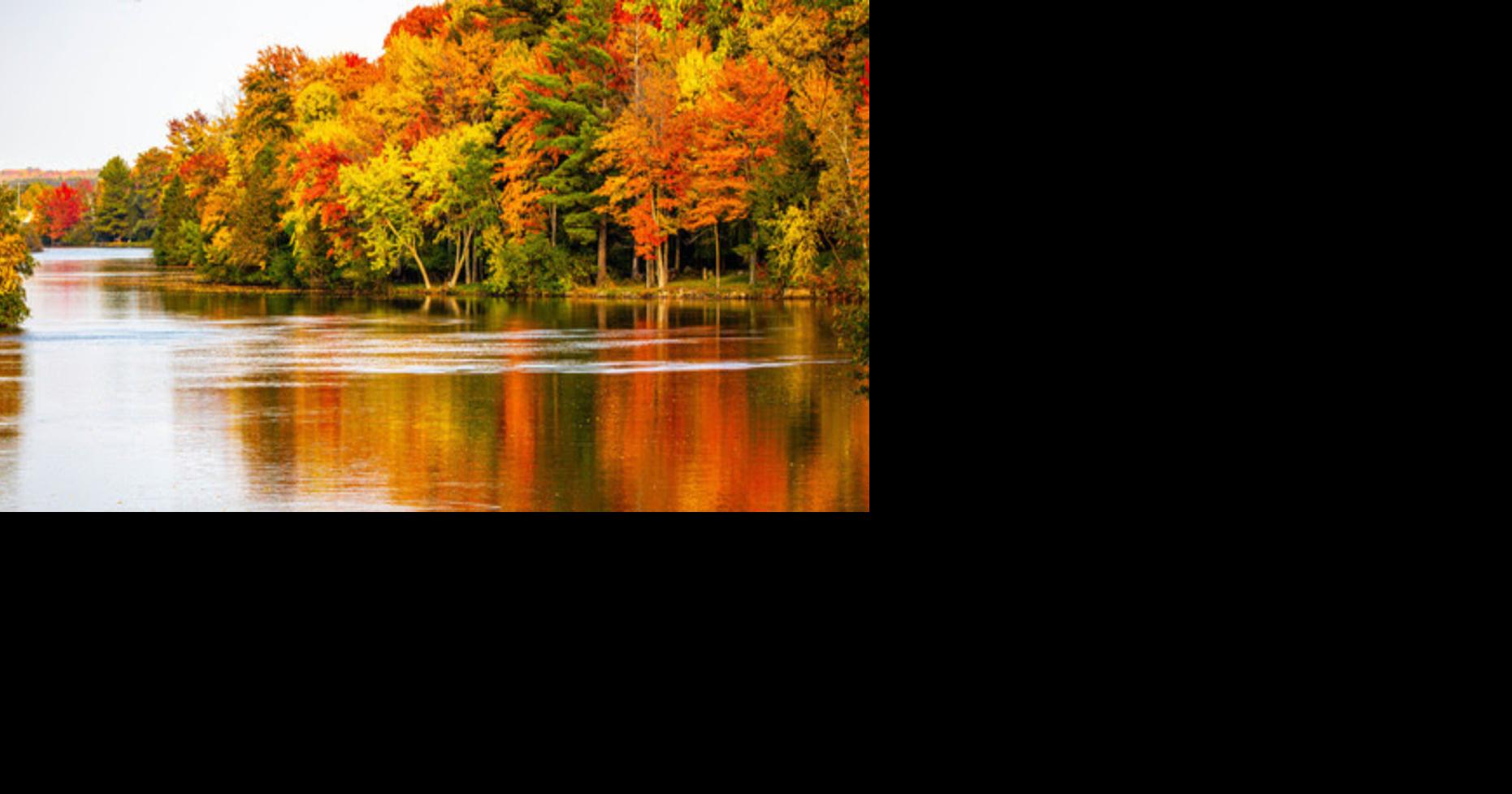 DNR announces tree planting milestone