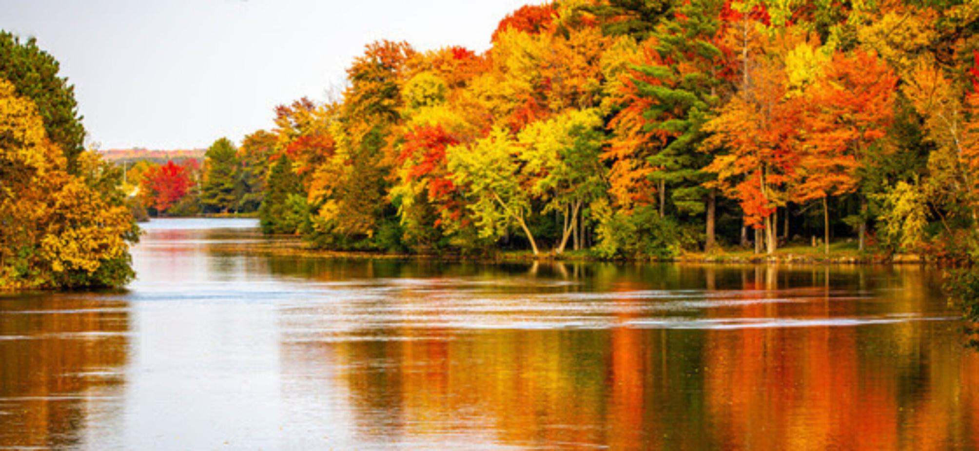 Tree Dash DNR announces tree planting milestone | News | antigojournal.com