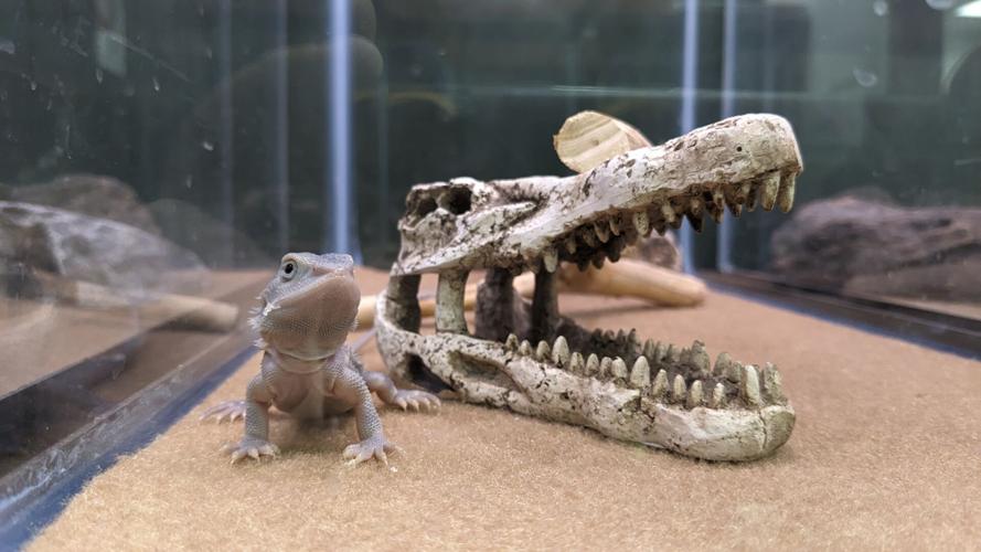 Not Normal Exotics Snakes, but no snails or puppy dog tails: Too Many Exotics offers ...
