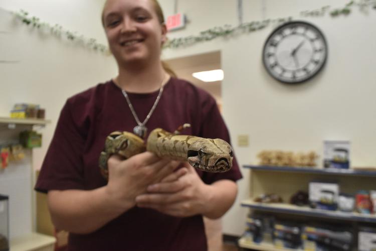 Not Normal Exotics Snakes, but no snails or puppy dog tails: Too Many Exotics offers ...