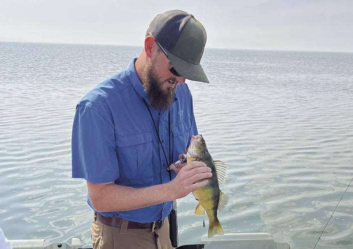 Perch in Idaho’s Lake Cascade are a Western phenomenon Outdoors