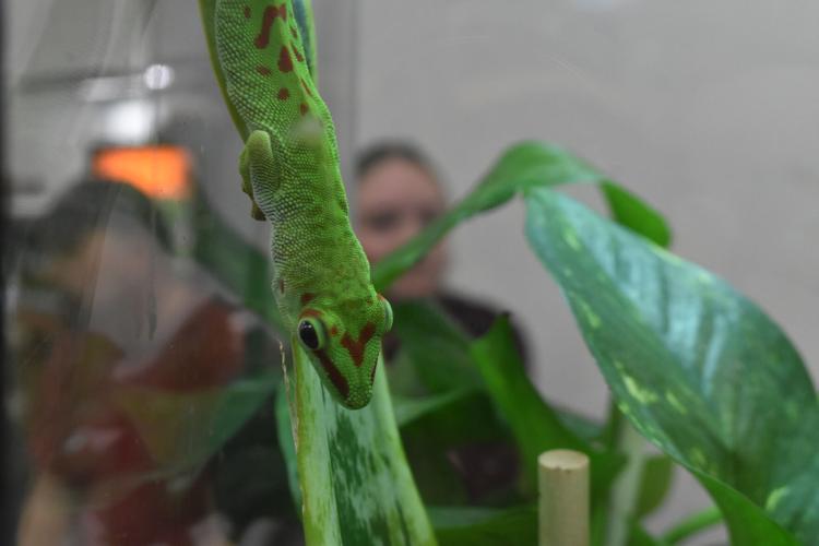 Not Normal Exotics Snakes, but no snails or puppy dog tails: Too Many Exotics offers ...