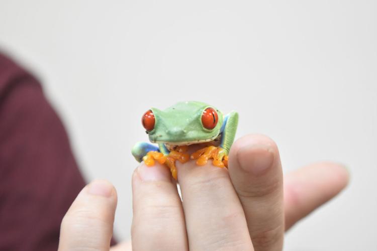 Not Normal Exotics Snakes, but no snails or puppy dog tails: Too Many Exotics offers ...