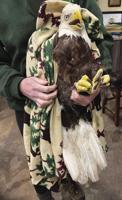 REGI treating eagle for lead poisoning
