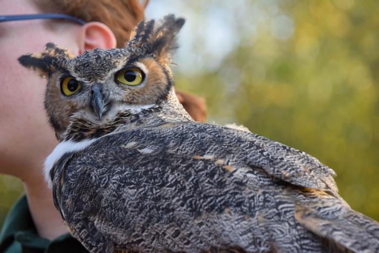 Raptor rehabilitation center hosts Halloween-themed tours | News ...