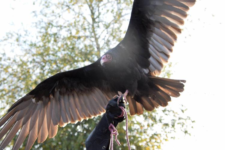Raptor rehabilitation center hosts Halloween-themed tours | News ...