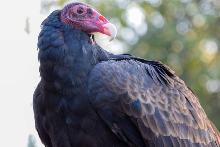 Raptor rehabilitation center hosts Halloween-themed tours | News ...