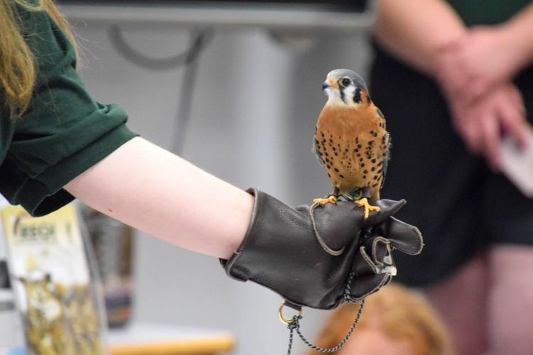Raptor Education Group shows and tells at library | News ...