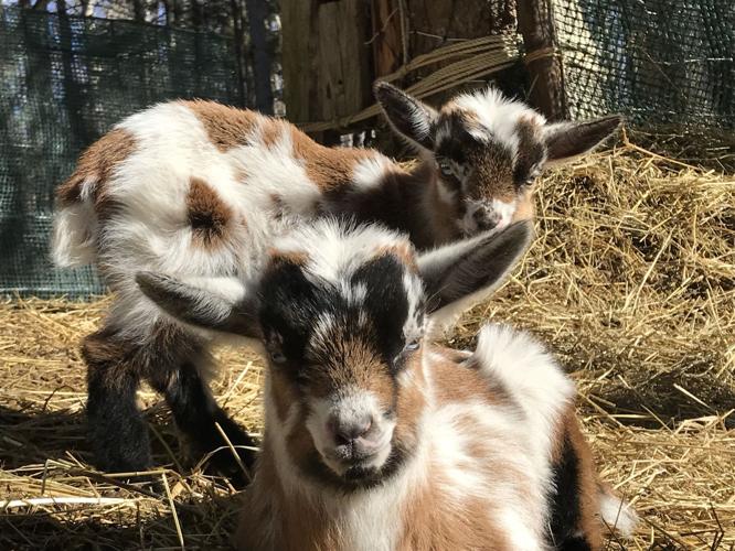 Pygmy goat  Oregon Zoo