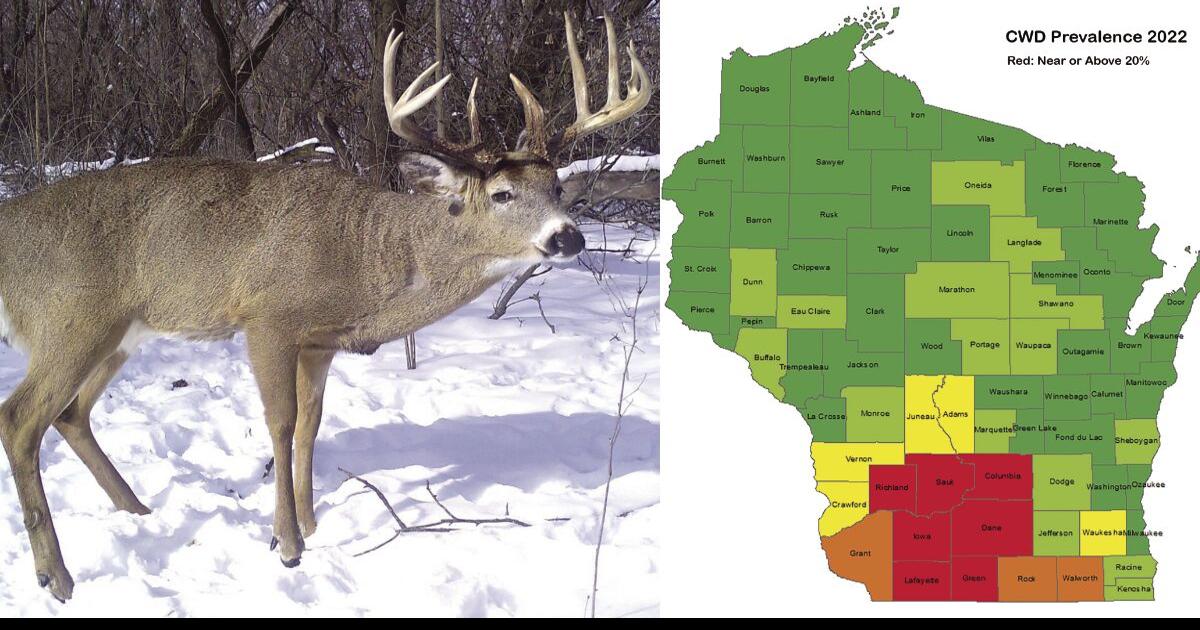 Wisconsin finds CWD in record 31 counties curing 2022 deer hunts Outdoors