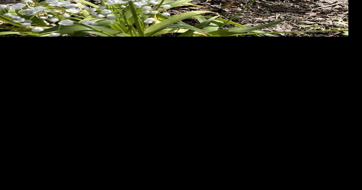 Every Blooming Thing The Versatile Onion Flower Corning Observer