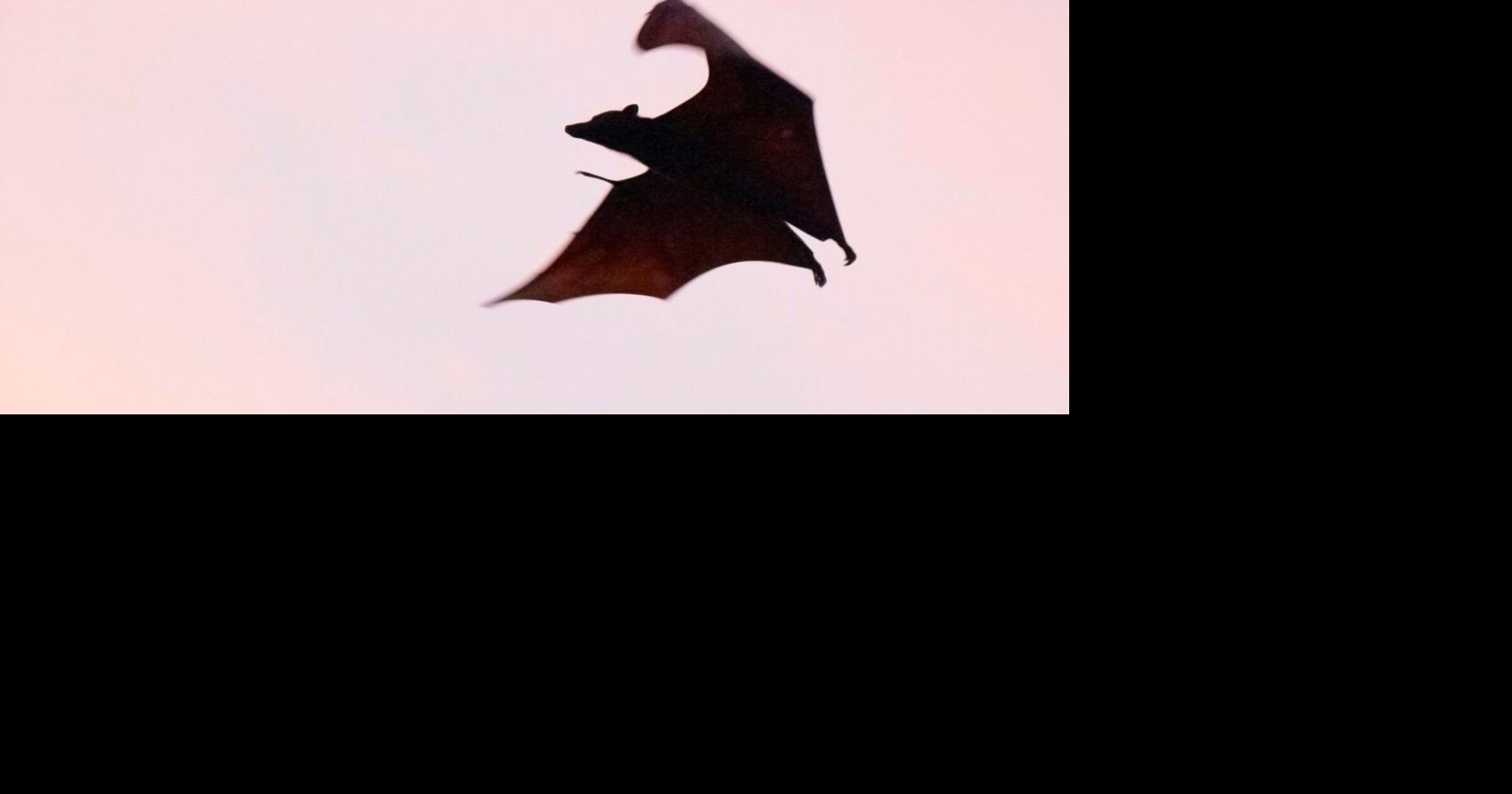 Bat with rabies confirmed in Sutter pool