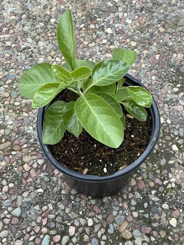 Every Blooming Thing  Ashwagandha, an Ayurvedic Herb | Community |  appeal-democrat.com