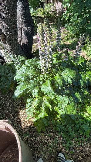 Every Blooming Thing – Bear’s Breeches