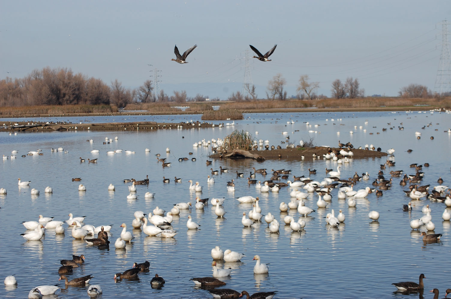 goose goose duck platforms