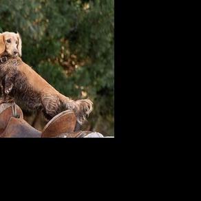 Miniature dachshund wins California Farm Bureau Top Dog