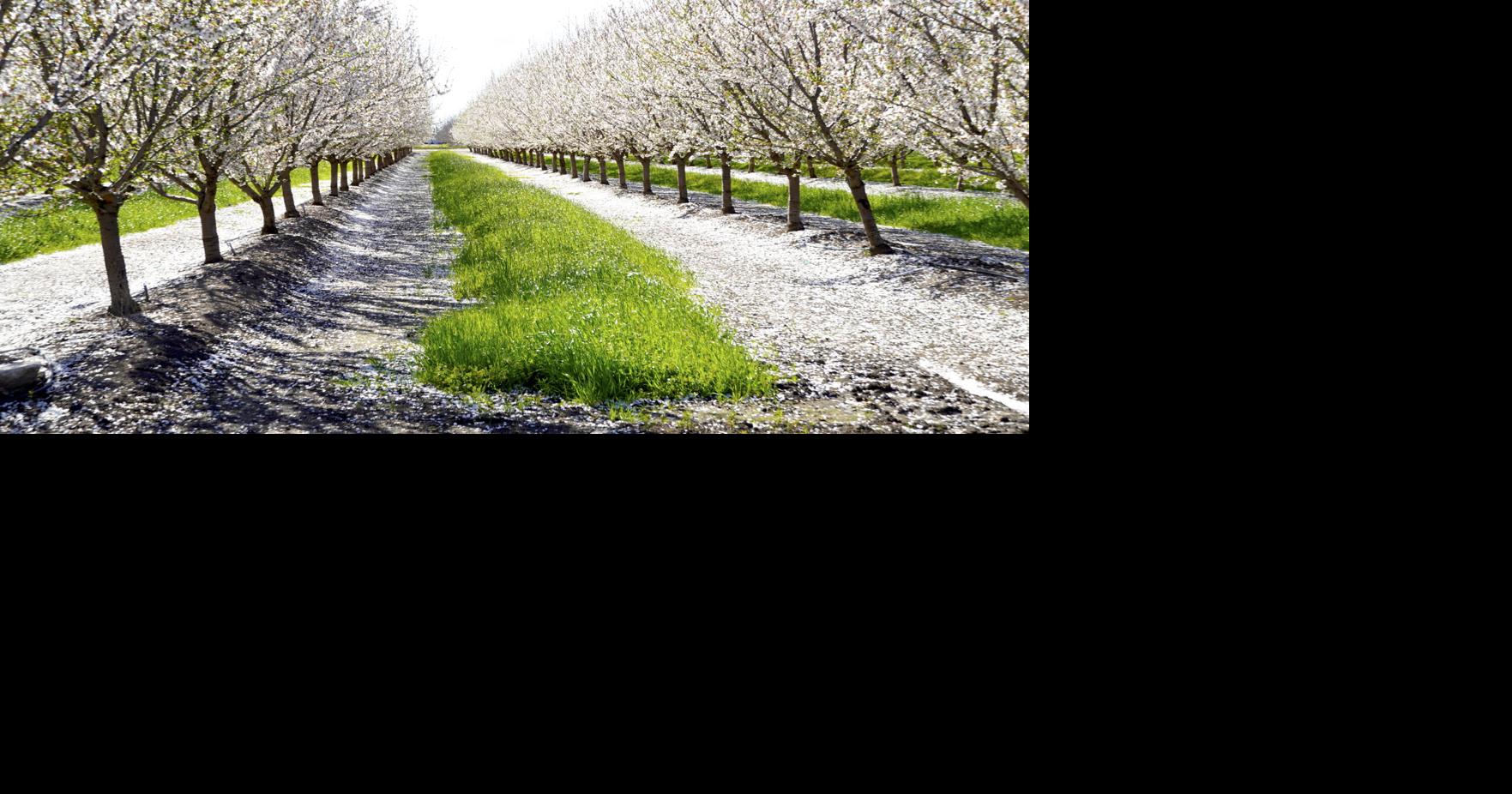 Heavy rains flag ‘water mold’ warning for local growers
