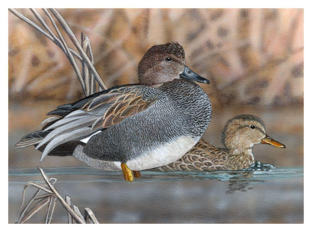 Artists sought for California Duck Stamp Art Contest News