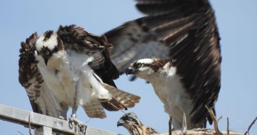 California Department of Fish and Wildlife talks osprey, fly rods, fish as bait, sharks