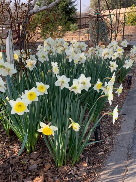 Every Blooming Thing - Plant some bulbs for spring color ...