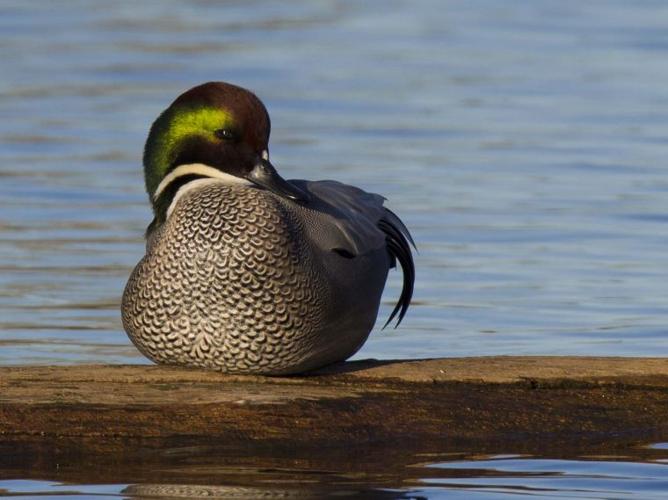 Rare duck returns to Colusa refuge News