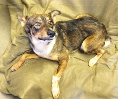PetWeek0412.jpg