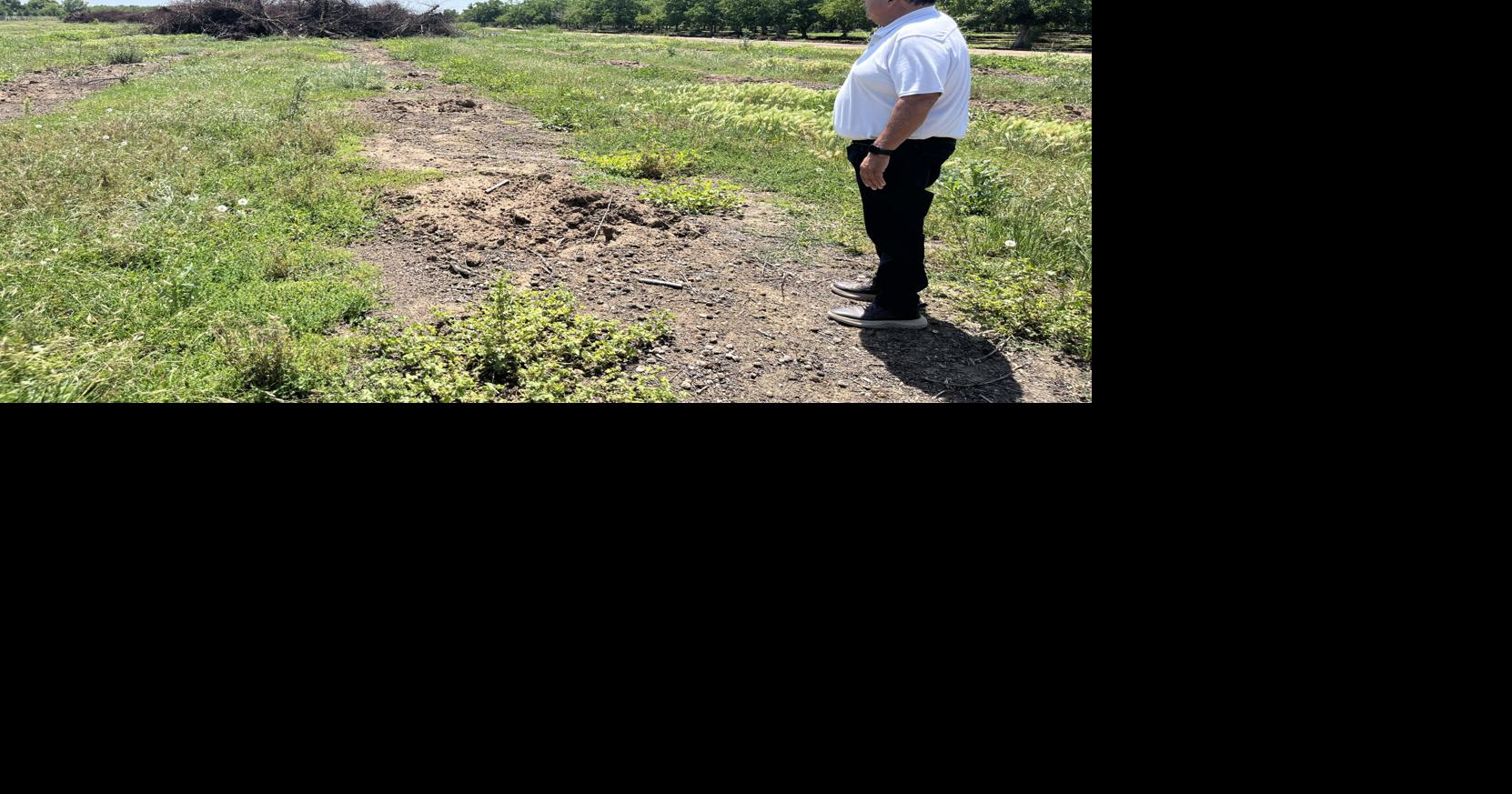 Yuba-Sutter peach farmers to get more than half of $10.5 million in state and federal aid to remove trees following cannery closure