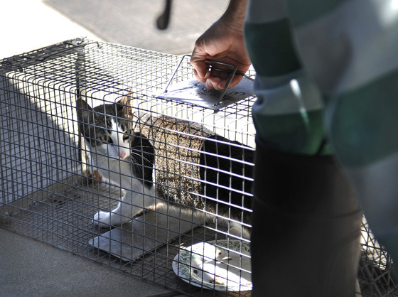 Sacramento Feral Resources: Where to Find Traps