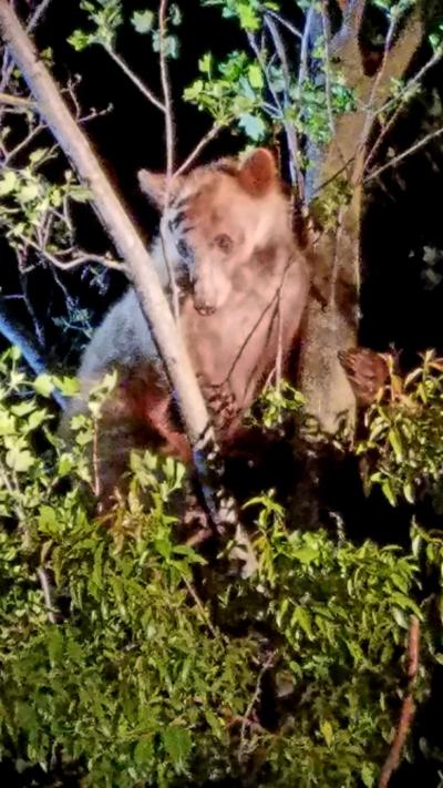 Young Black Bear Explores Yuba City Before Capture News Appeal Democrat Com