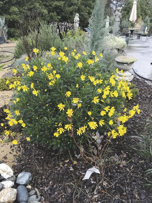 Every Blooming Thing The African Bush Daisy Corning Observer Appeal Democrat Com