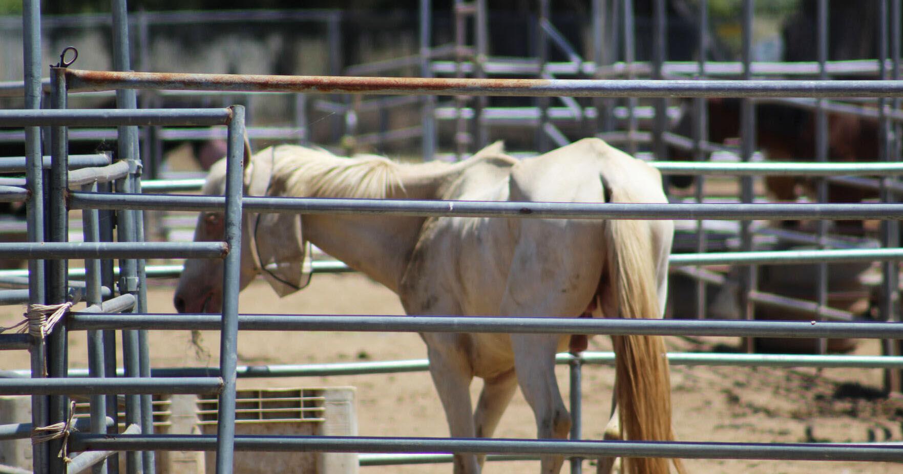 Pair sentenced in massive animal cruelty case - Vimarsana News