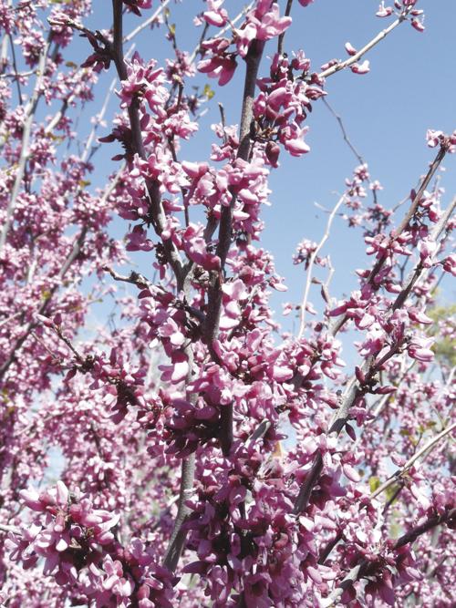 Every Blooming Thing: Redbud, a plant for all seasons
