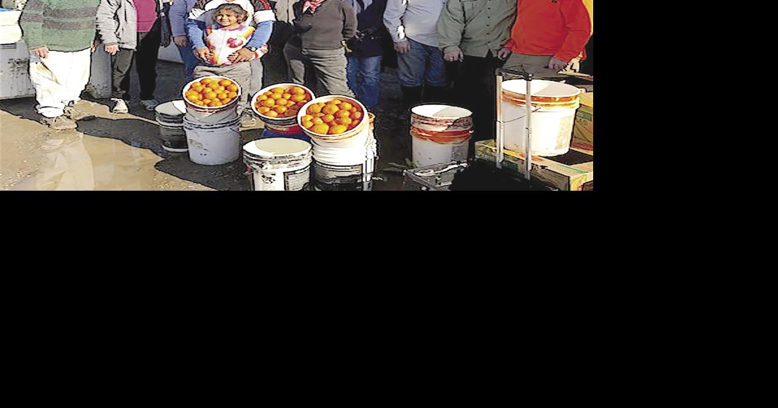 Volunteers pick mandarins for food bank distribution Corning Observer