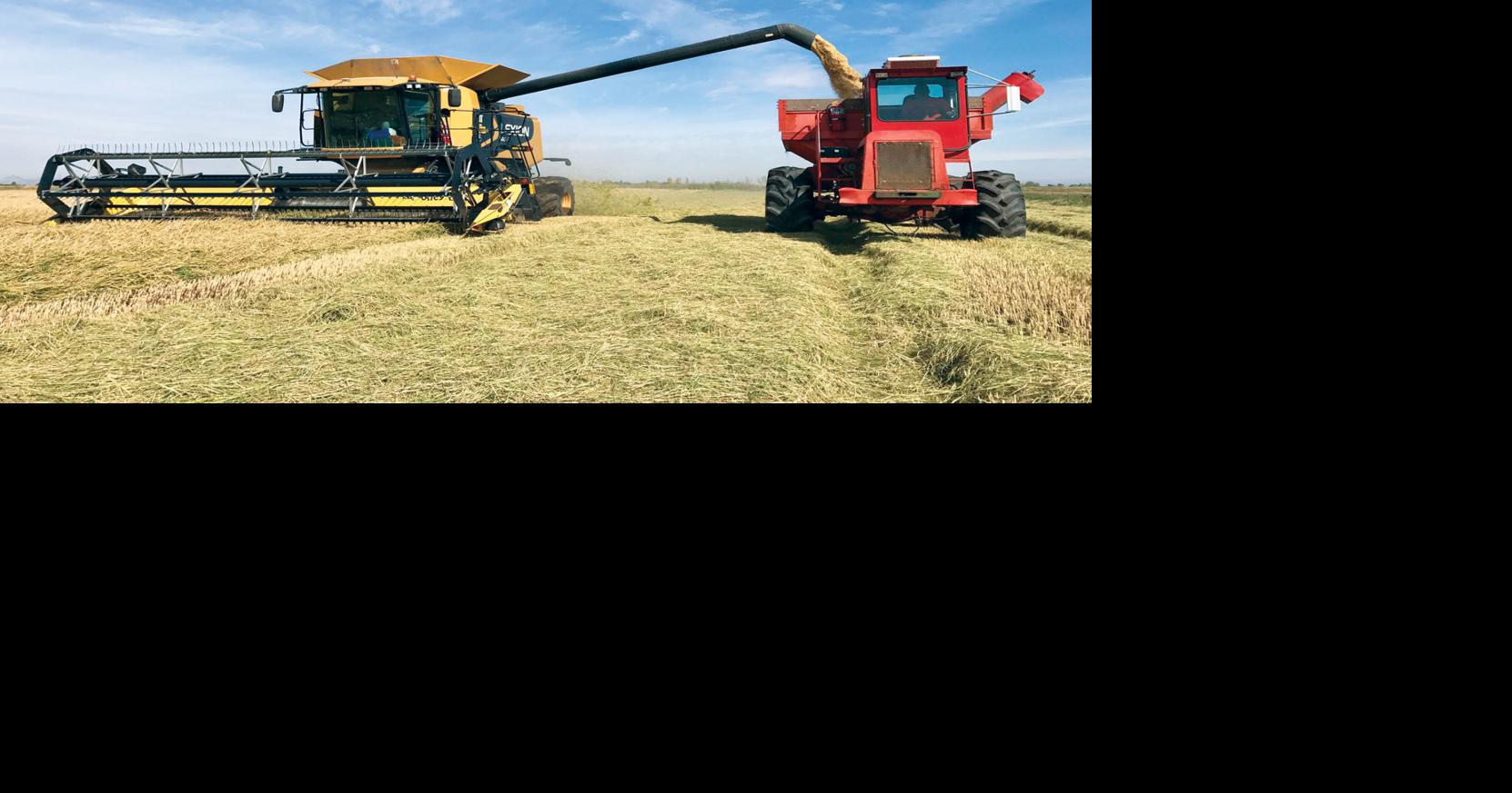 Rice farmers hope for fair weather during harvest | News | appeal ...
