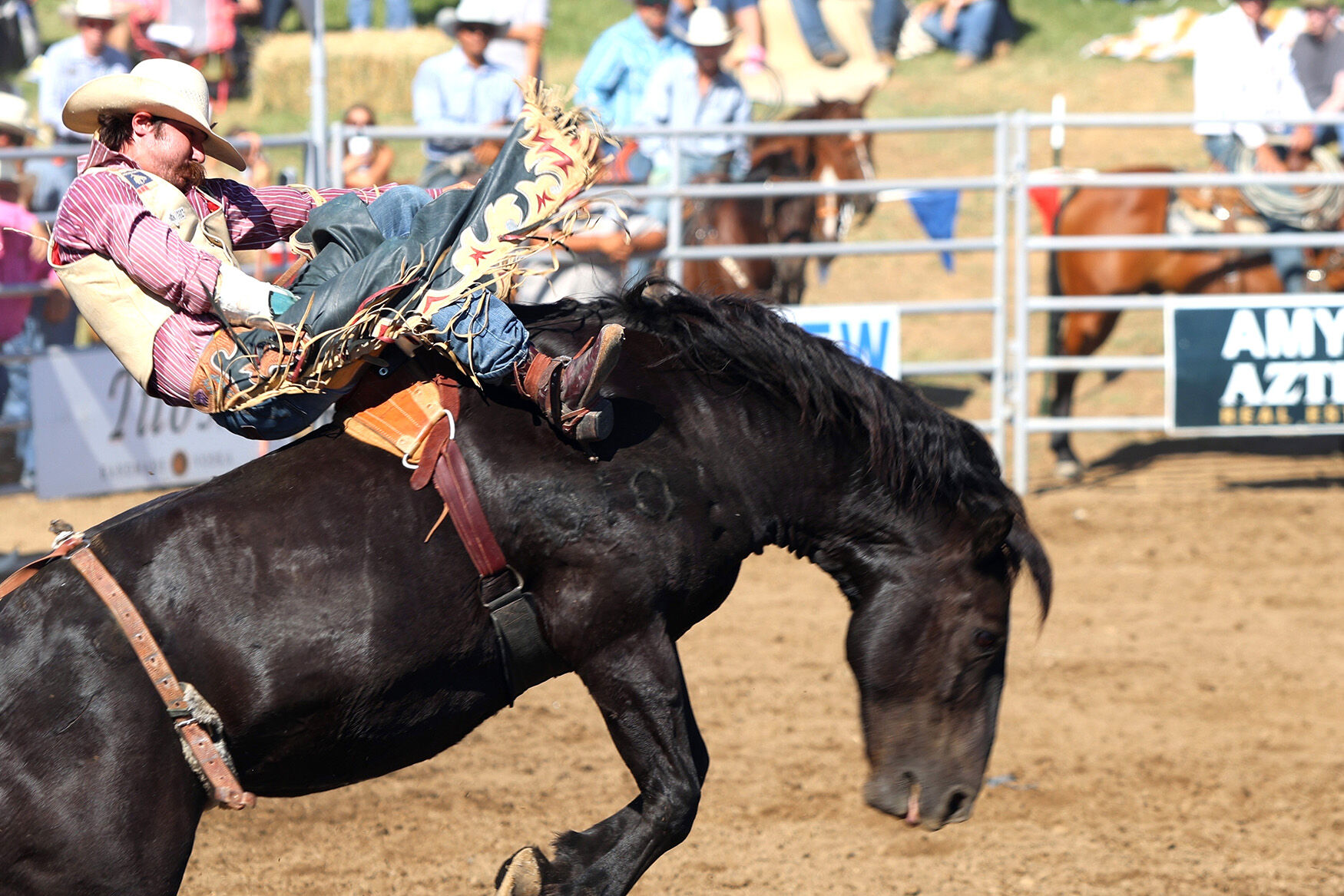 A flying good time at the rodeo | News | appeal-democrat.com